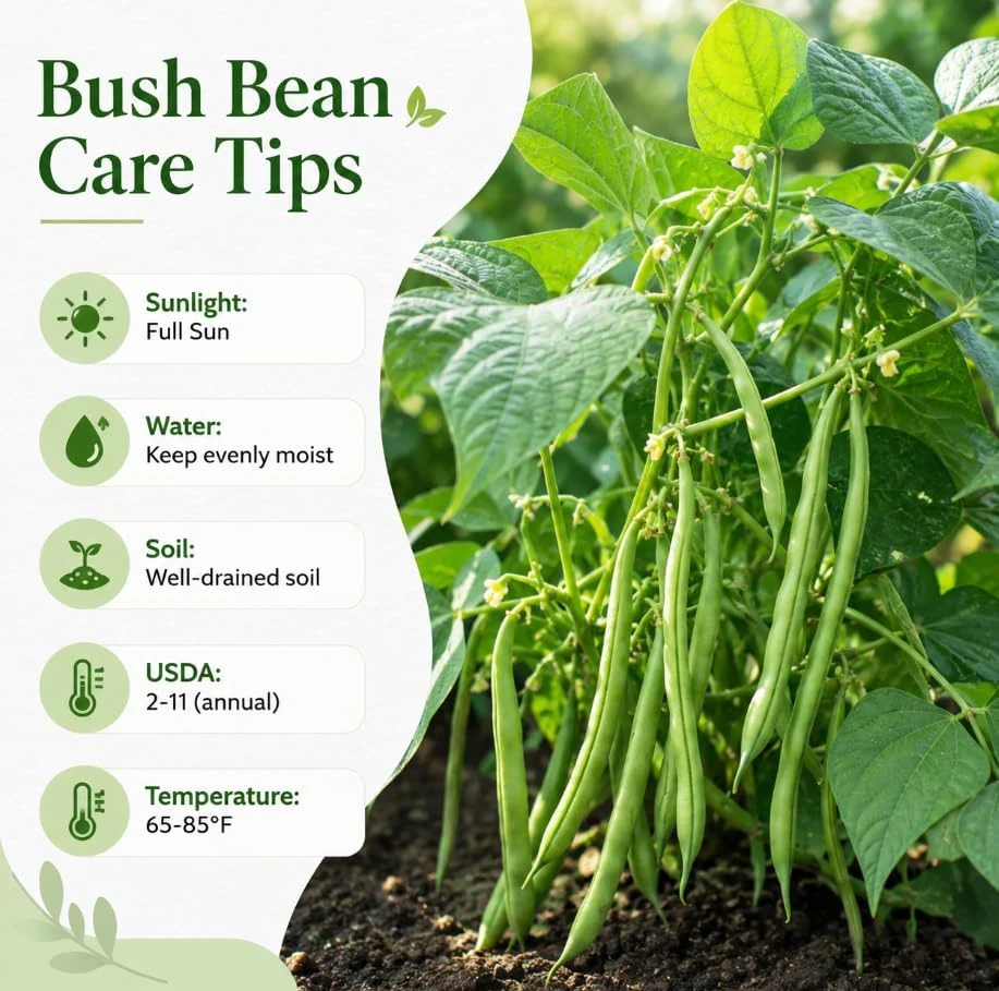 Bush Bean Live Plant – Green Bean Plants for Patio & Garden – 2-Pack, 4 Inch Pot, 3-6 Inches Tall - Image 6