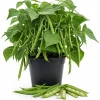 Bush Bean Live Plant – Green Bean Plants for Patio & Garden – 2-Pack, 4 Inch Pot, 3-6 Inches Tall - Image 1