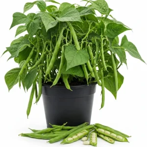 Bush Bean Live Plant – Green Bean Plants for Patio & Garden – 2-Pack, 4 Inch Pot, 3-6 Inches Tall - Image 1