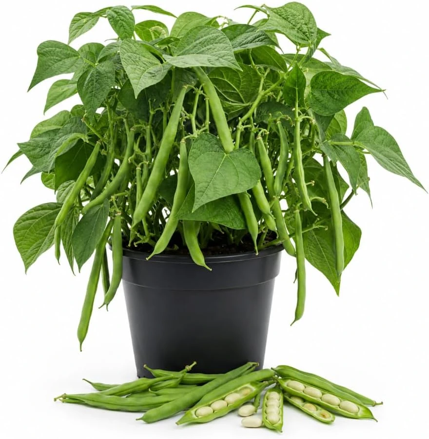 Bush Bean Live Plant – Green Bean Plants for Patio & Garden – 2-Pack, 4 Inch Pot, 3-6 Inches Tall - Image 1