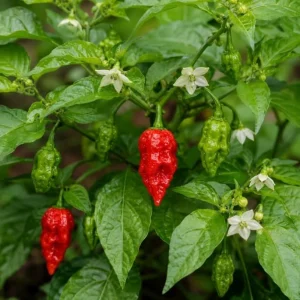 Carolina Reaper Live Pepper Plant 3-6 Inches Tall - Hot Chili Starter for Outdoor Garden - Image 2