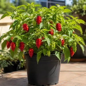 Carolina Reaper Live Pepper Plant 3-6 Inches Tall - Hot Chili Starter for Outdoor Garden - Image 3