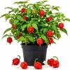 Carolina Reaper Live Pepper Plant 3-6 Inches Tall - Hot Chili Starter for Outdoor Garden - Image 1