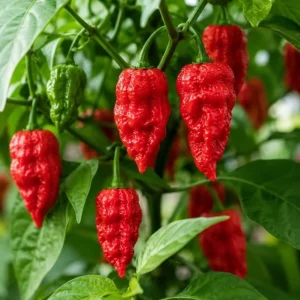 Carolina Reaper Pepper Plant Live - 3-6 Inch Tall Chili Seedling for Garden - Image 3