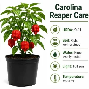 Carolina Reaper Pepper Plant Live - 3-6 Inch Tall Chili Seedling for Garden - Image 5