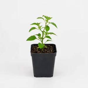 Carolina Reaper Pepper Plant Live - 3-6 Inch Tall Chili Seedling for Garden - Image 6