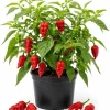 Carolina Reaper Pepper Plant Live - 3-6 Inch Tall Chili Seedling for Garden - Image 1