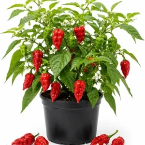 Carolina Reaper Pepper Plant Live - 3-6 Inch Tall Chili Seedling for Garden - Image 1