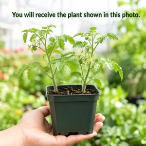 Cherry Tomato Live Plant - 2 Pack Starter Plants, 4-6 Inches Tall - Image 4