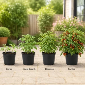 Cherry Tomato Live Plant - 2 Pack Starter Plants, 4-6 Inches Tall - Image 6