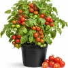 Cherry Tomato Live Plant - 2 Pack Starter Plants, 4-6 Inches Tall - Image 1