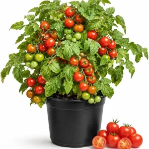Cherry Tomato Live Plant - 2 Pack Starter Plants, 4-6 Inches Tall - Image 1