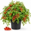 Cherry Tomato Live Plants, 2-Pack, 4-6 Inches Tall, 4 Inch Pot, Outdoor Vegetable Starter Plants - Image 1