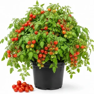 Cherry Tomato Live Plants, 2-Pack, 4-6 Inches Tall, 4 Inch Pot, Outdoor Vegetable Starter Plants - Image 1