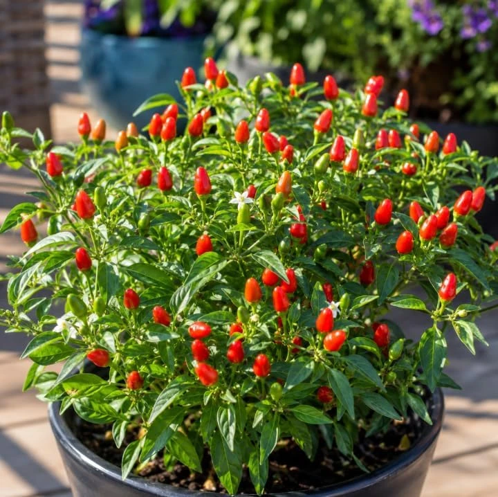 Chile Pequin Pepper Plant Live - 3-6 Inch Tall Red Chili Seedling for Garden or Containers - Image 4