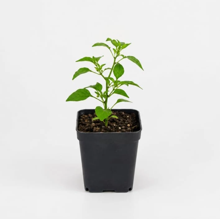 Chile Pequin Pepper Plant Live - 3-6 Inch Tall Red Chili Seedling for Garden or Containers - Image 6