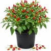 Chile Pequin Pepper Plant Live - 3-6 Inch Tall Red Chili Seedling for Garden or Containers - Image 1