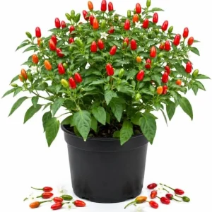 Chile Pequin Pepper Plant Live - 3-6 Inch Tall Red Chili Seedling for Garden or Containers - Image 1