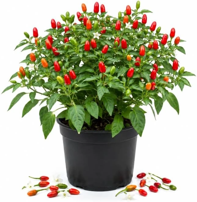 Chile Pequin Pepper Plant Live - 3-6 Inch Tall Red Chili Seedling for Garden or Containers - Image 1