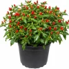 Chili Pequin Pepper Live Plant - 2 Pack, 3-5 Inches Tall Starter Plants - Image 1