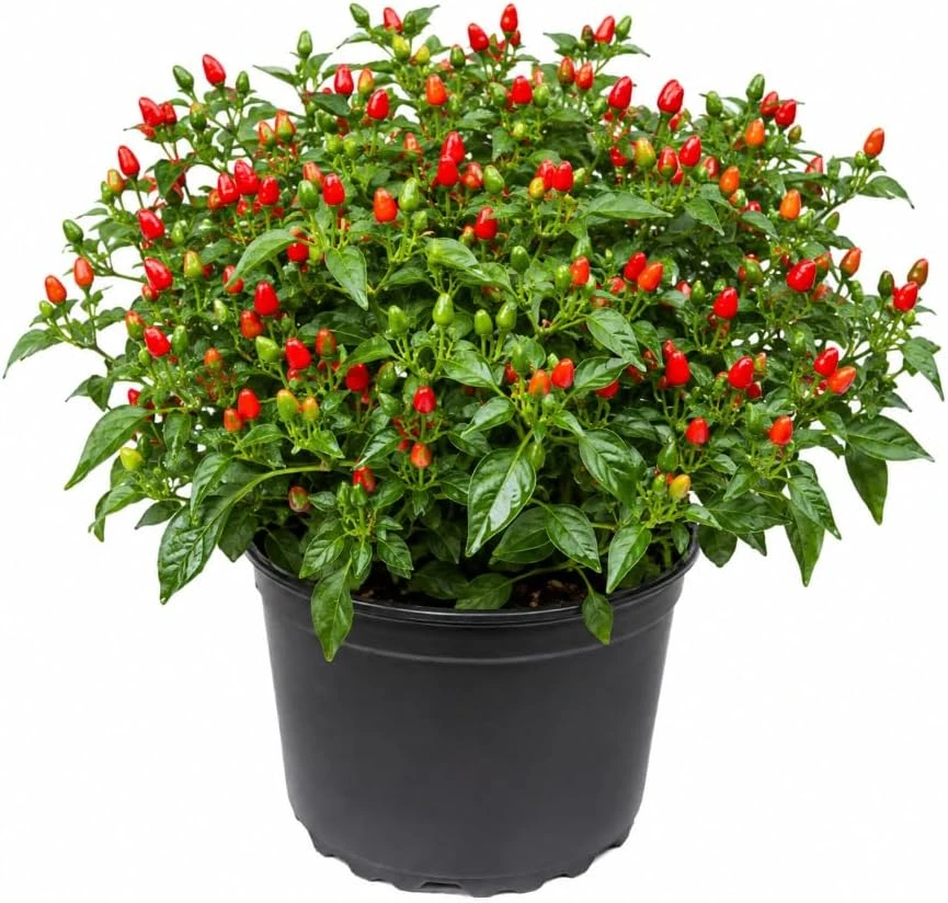 Chili Pequin Pepper Live Plant - 2 Pack, 3-5 Inches Tall Starter Plants - Image 1