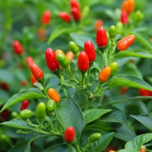 Chili Pequin Pepper Live Plant - 2 Pack, 3-5 Inches Tall Starter Plants - Image 3