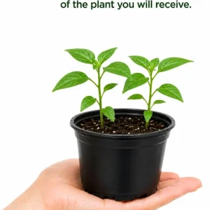Chili Pequin Pepper Live Plant - 2 Pack, 3-5 Inches Tall Starter Plants - Image 4