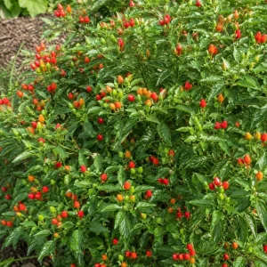 Chili Pequin Pepper Live Plant - 2 Pack, 3-5 Inches Tall Starter Plants - Image 7