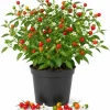 Chiltepin Pepper Live Plants – 4 Inch Pot, 3-6 Inch Tall Seedlings - Image 1