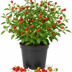 Chiltepin Pepper Live Plants – 4 Inch Pot, 3-6 Inch Tall Seedlings - Image 1