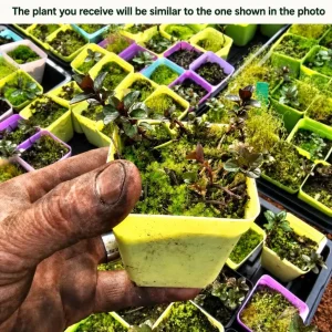Chocolate Mint Live Plant 2-4 Inch Tall – Fresh Culinary Herb for Garden & Patio - Image 2
