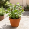 Chocolate Mint Live Plant 2-4 Inch Tall – Fresh Culinary Herb for Garden & Patio - Image 1