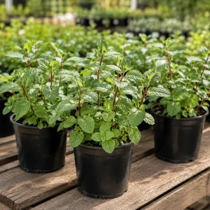Chocolate Mint Live Plant 2-4 Inch Tall – Fresh Culinary Herb for Garden & Patio - Image 6