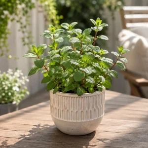 Chocolate Mint Live Plant 2-4 Inch Tall – Fresh Culinary Herb for Garden & Patio - Image 7