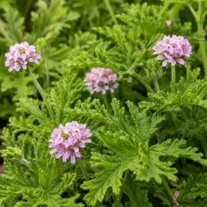 Citronella Geranium Live Plant - 2 Plants per Pot, 4-6 Inch Tall in 4 Inch Pot - Image 2