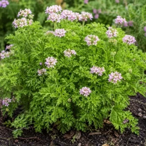 Citronella Geranium Live Plant - 2 Plants per Pot, 4-6 Inch Tall in 4 Inch Pot - Image 6
