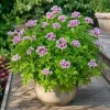 Citronella Geranium Live Plant - 2 Plants per Pot, 4-6 Inch Tall in 4 Inch Pot - Image 1