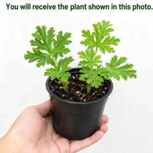 Citronella Geranium Live Plants, 4-6 Inch Tall, 4 Inch Pot, Pack of 2 - Image 3