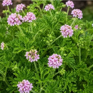 Citronella Geranium Live Plants, 4-6 Inch Tall, 4 Inch Pot, Pack of 2 - Image 4