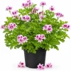 Citronella Geranium Live Plants, 4-6 Inch Tall, 4 Inch Pot, Pack of 2 - Image 1
