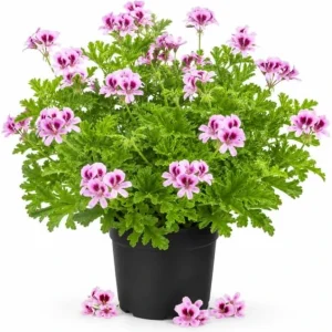 Citronella Geranium Live Plants, 4-6 Inch Tall, 4 Inch Pot, Pack of 2 - Image 1