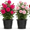 Climbing Roses Live Plant - Fragrant Perennial Bush, 2-4 Inch Tall - Image 1
