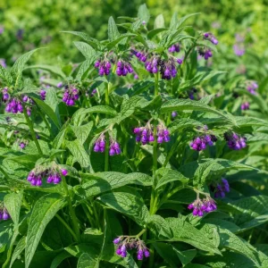 Comfrey Rhizomes Live Root Cuttings - 5 Pack, 3-5 Inch, Outdoor Herb Plant - Image 2