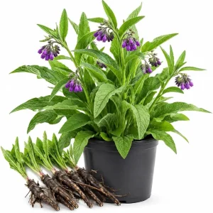 Comfrey Rhizomes Live Root Cuttings - 5 Pack, 3-5 Inch, Outdoor Herb Plant - Image 3