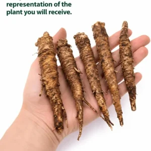 Comfrey Rhizomes Live Root Cuttings - 5 Pack, 3-5 Inch, Outdoor Herb Plant - Image 4