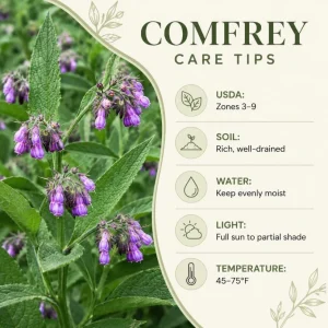 Comfrey Rhizomes Live Root Cuttings - 5 Pack, 3-5 Inch, Outdoor Herb Plant - Image 5