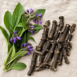 Comfrey Rhizomes Live Root Cuttings - 5 Pack, 3-5 Inch, Outdoor Herb Plant - Image 7
