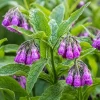 Comfrey Rhizomes Live Root Cuttings - 5 Pack, 3-5 Inch, Outdoor Herb Plant - Image 1