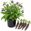 Comfrey Root Cuttings - 5 Live Rhizomes for Planting - Garden Herb, 3-5 Inch - Image 1