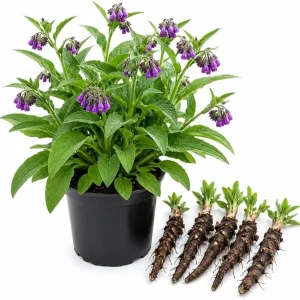 Comfrey Root Cuttings - 5 Live Rhizomes for Planting - Garden Herb, 3-5 Inch - Image 1